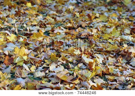 Yellow Leaves On The Ground
