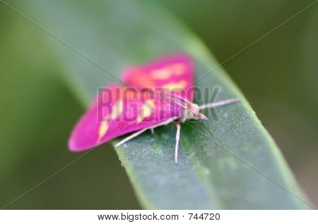 polilla roja