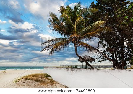 coconut palms on the sandy shore of the ocean