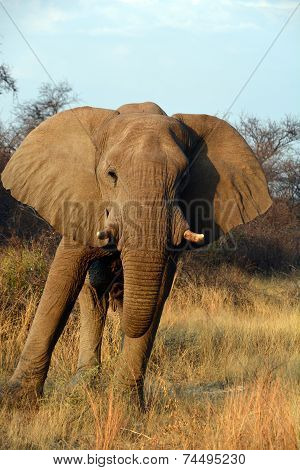Elephants