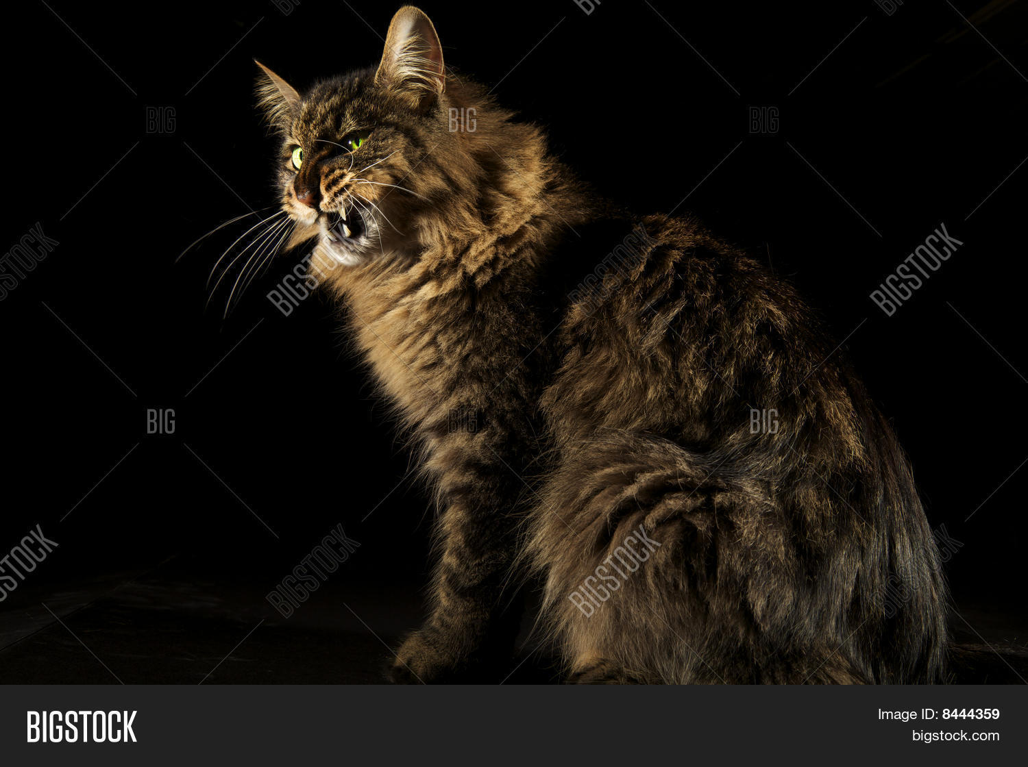 Image Preview