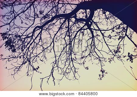 branch (Wilderness retro style)