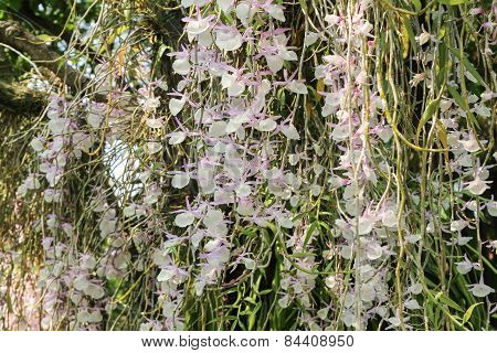 Flower Orchid Of Dendrobium Primulinum, Tropical Flower.