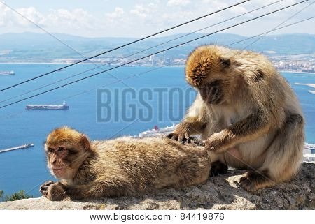 Two Barbary Apes, Gibrlatar.
