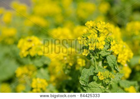 Rape Of The Flower Garden