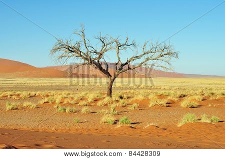 Dead Tree And Dunes in Namibia