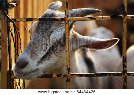 Funny Goat In Iron Stable