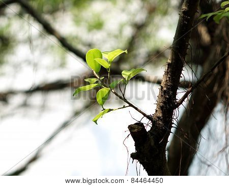 Green Leaf On Dry Branch
