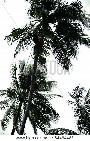 professional climber on coconut treegathering coconuts with rope