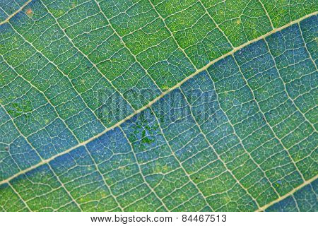 Green Leaf Texture
