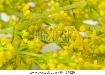 Yellow Bedstraw (galium Verum) Flowers Close-up