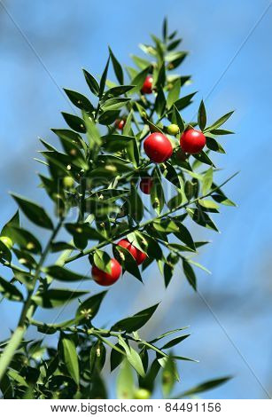 Red Holly Berries And Spiny Leaves