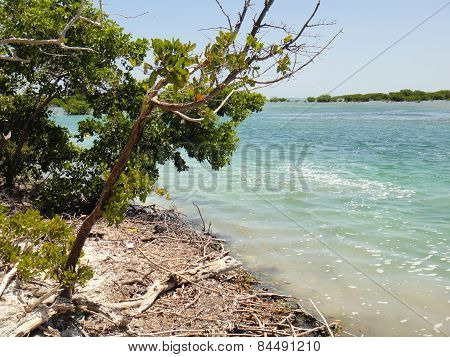 Jardines de La reina