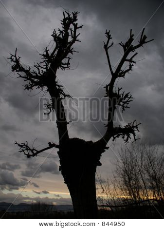 træ og sky