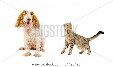 Funny dog and cat