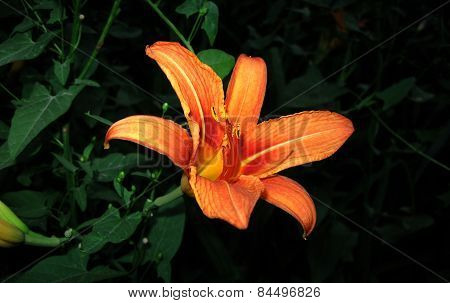 flower in the dark