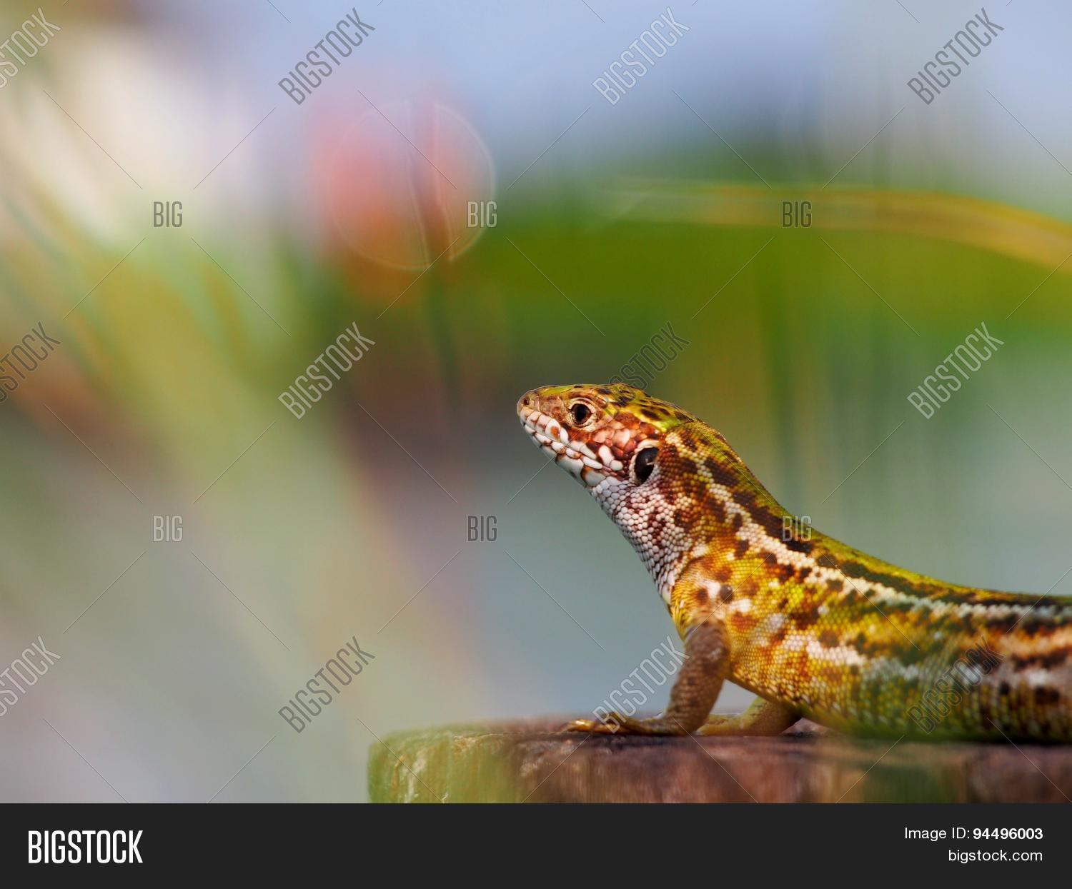 Image Preview