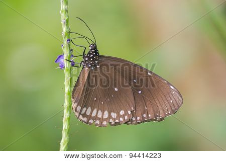 Butterfly Resting (euploea Core)