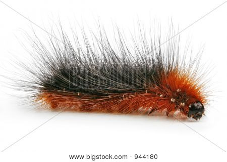 Caterpillar1