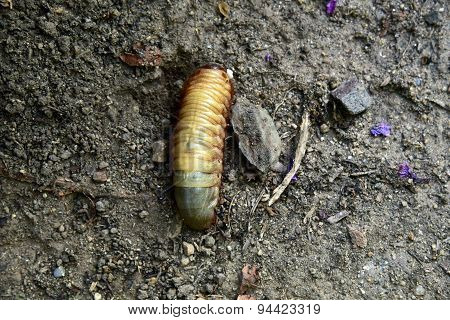 Worm Beetle larvae