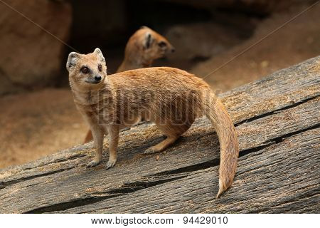 Yellow mongoose (Cynictis penicillata), also known as the red meerkat. Wildlife animal. 