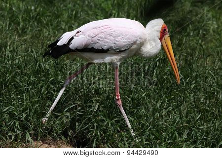 Yellow-billed stork (Mycteria ibis). 