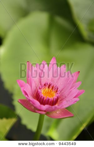 Rosa Seerose
