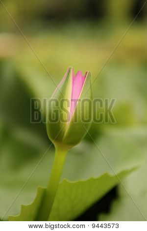 Rosa Seerose angehende