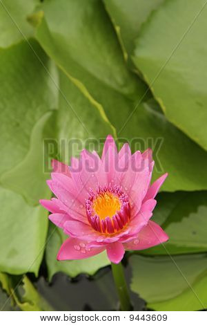 Rosa Seerose