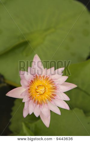 Rosa Seerose