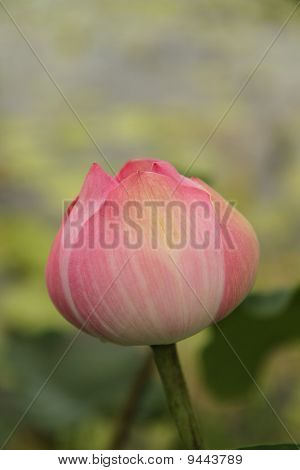 Rosa lotus