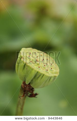 Lotus Samen