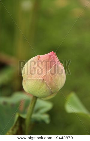 Rosa lotus