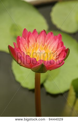 Purple Seerose