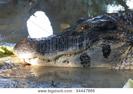 Detail Of The Head Of A Black Caiman