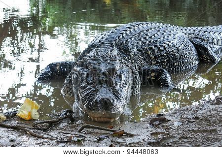 Black Caiman At Yacuma National Park, Bolivia