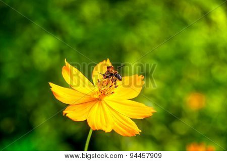 Bee pollinating yellow flower