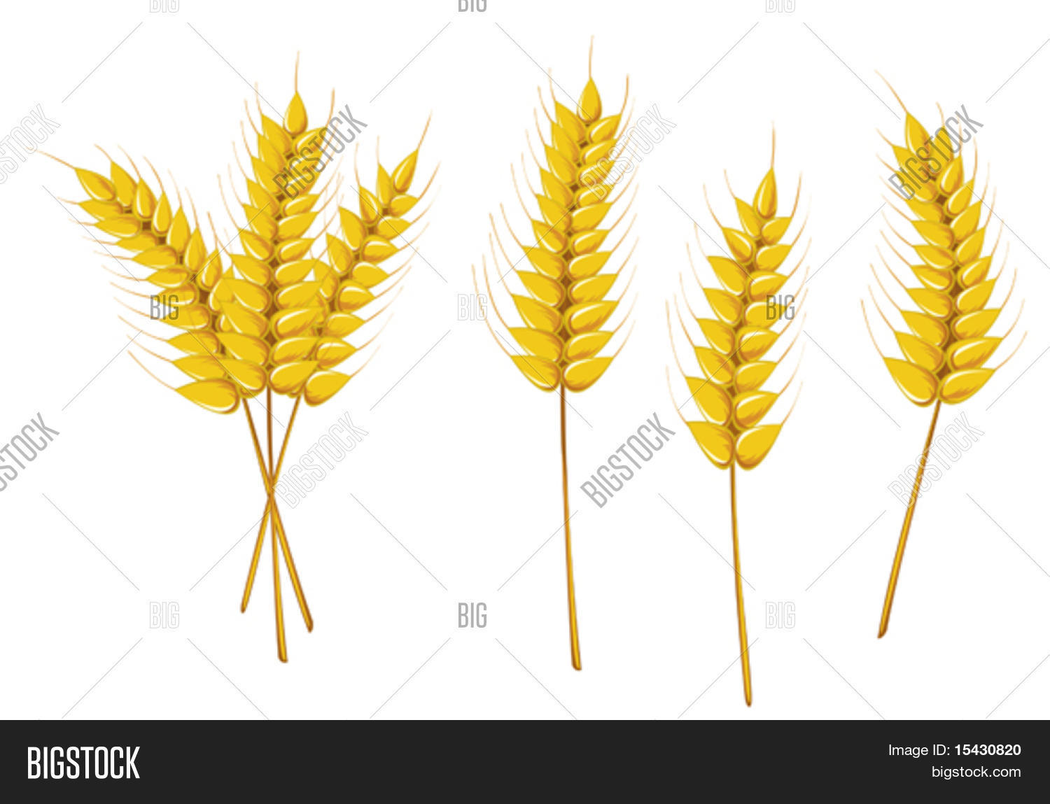 Ripe Vector Vector Version. Ripe Vector & Photo (Free Trial) | Bigstock