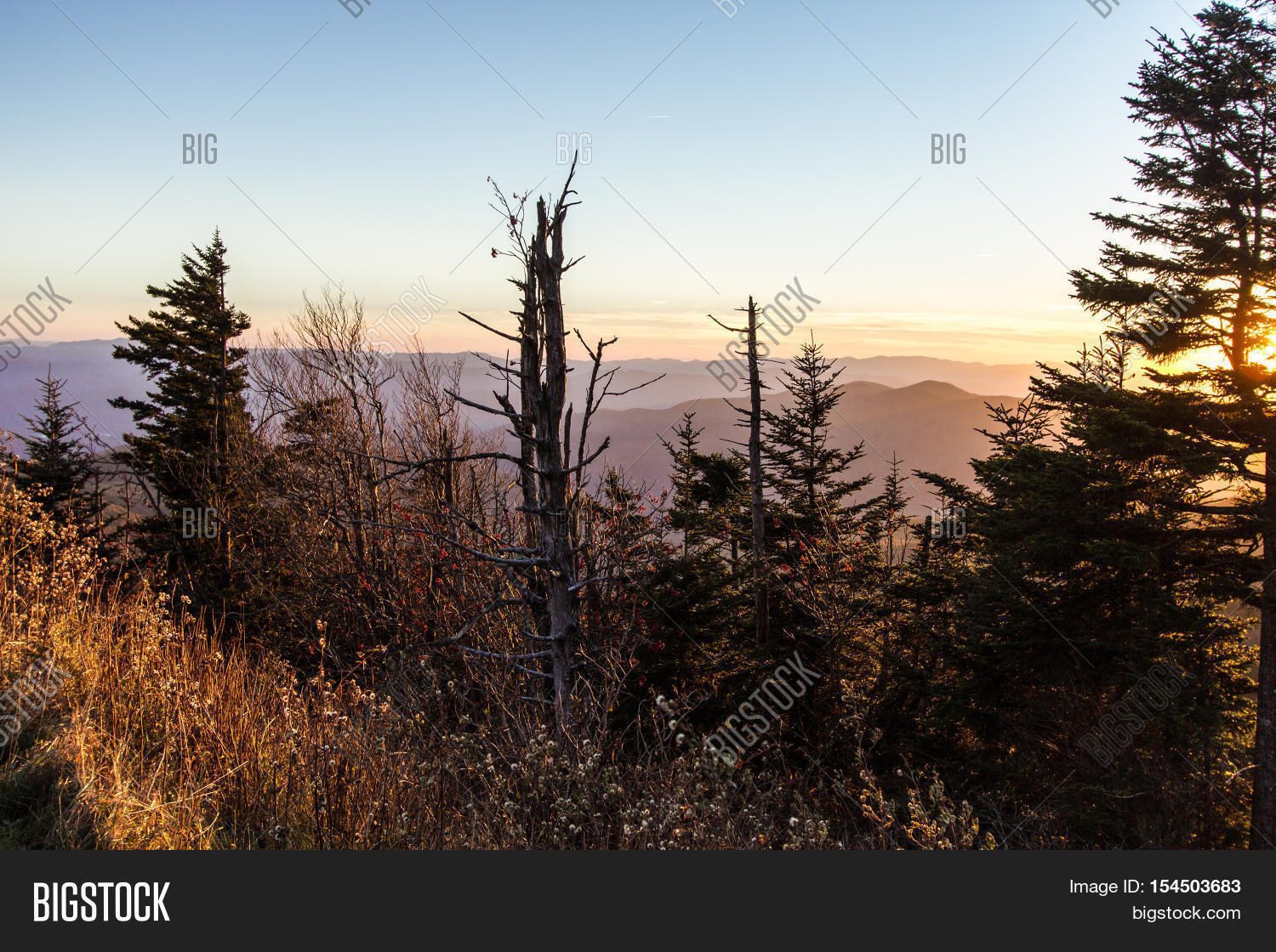 Death Forest. Smoky Image & Photo (Free Trial) Bigstock