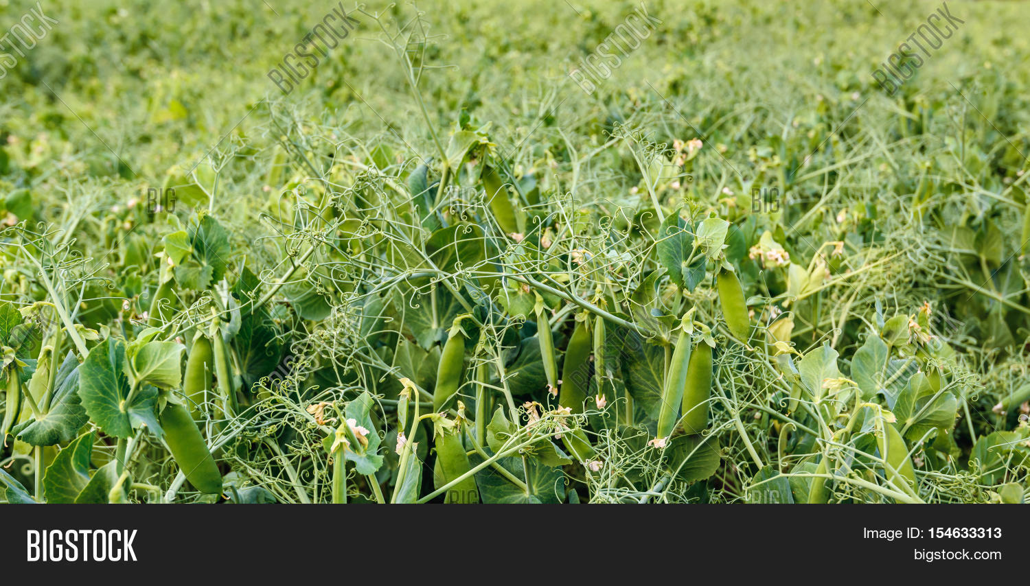 бобовое поле. бобовое поле. соя агрокультура. поле гороха. бобовое поле.