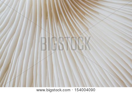 abstract background macro image of mushroom Sajor-caju Mushroom