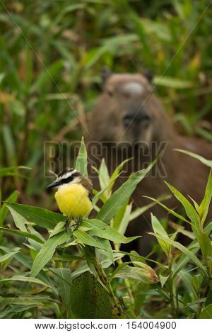 Great Kiskadee With Capybara Watching From Behind