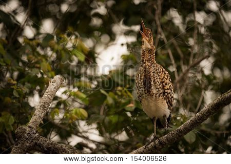 Rufescent Tiger Heron Squawking With Beak Open