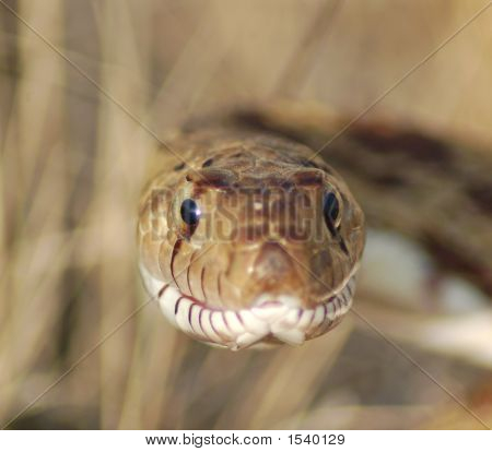 Bullsnake