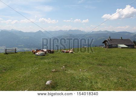 Schafberg, Austrian Alps / Colorful species in the area of Schafberg (Austria)