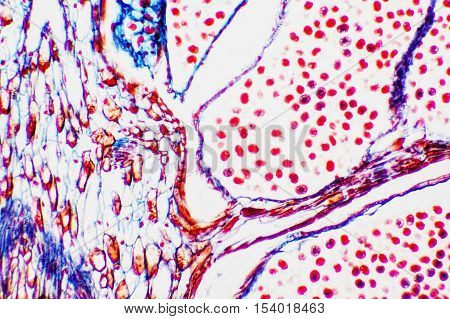 science background- oary and ovule. Microscopic- micrograph of a plant cell. Photo micro sections with high magnification with light microscope