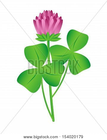 Clover flower on a white background. Isolated object vector illustration