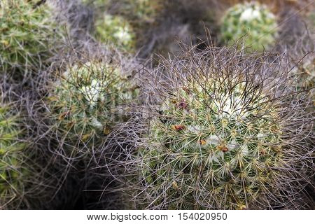 Cactus flower in nature tropical garden palnt