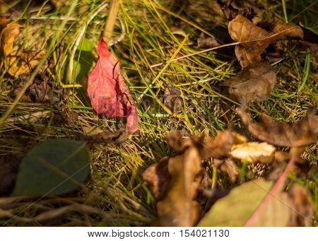 autumnlandscape leaves falling from the trees and lying on the groundbeautiful