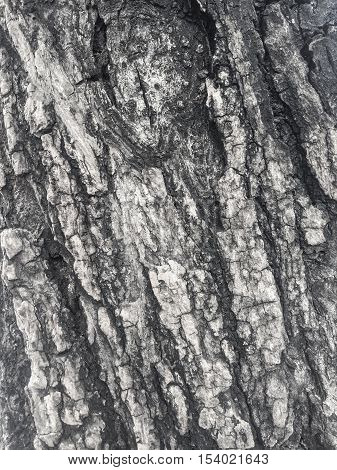 The bark of tree texture black and white color.